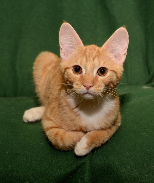 Simon