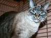 Mystique the Exotic Beauty