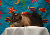 Mystique the Exotic Beauty