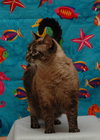 Mystique the Exotic Beauty