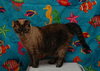 Mystique the Exotic Beauty