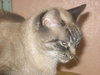 Mystique the Exotic Beauty