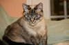 Mystique the Exotic Beauty