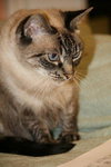 Mystique the Exotic Beauty