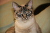Mystique the Exotic Beauty