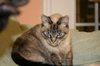 Mystique the Exotic Beauty