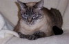 Mystique the Exotic Beauty