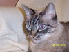 Mystique the Exotic Beauty