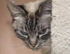 Mystique the Exotic Beauty
