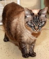 Mystique the Exotic Beauty