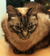 Mystique the Exotic Beauty