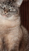 Mystique the Exotic Beauty