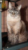 Mystique the Exotic Beauty
