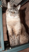 Mystique the Exotic Beauty