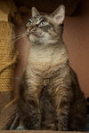Mystique the Exotic Beauty