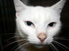 Blue the Big Blue-Eyed Lady