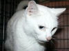 Blue the Big Blue-Eyed Lady