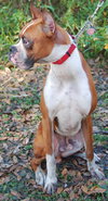 Diesel the Boxer