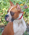 Diesel the Boxer