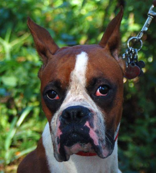 Diesel the Boxer