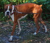 Diesel the Boxer