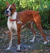 Diesel the Boxer