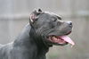 Onyx