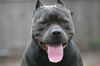 Onyx