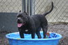 Onyx