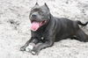Onyx