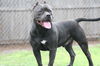 Onyx