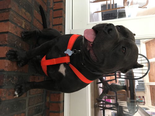 Onyx