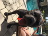 Onyx