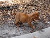 Sunnie the Bulldog Puppy