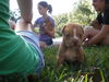 Levi the Bulldog Puppy