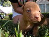 Peanut the Bulldog Puppy