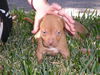 Peanut the Bulldog Puppy