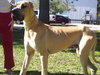 Rocko the Great Dane