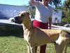 Rocko the Great Dane