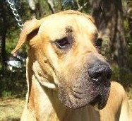 Rocko the Great Dane