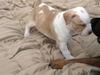 Ham Bone the Boxer Puppy