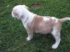 Ham Bone the Boxer Puppy