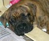 Nigel the Boxer Puppy