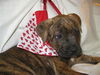 Nigel the Boxer Puppy
