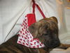 Nigel the Boxer Puppy
