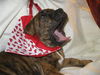 Nigel the Boxer Puppy
