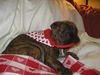 Nigel the Boxer Puppy
