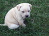 Samantha the Boxer Puppy