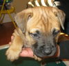 Ewoki the Boxer Puppy
