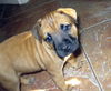 Ewoki the Boxer Puppy